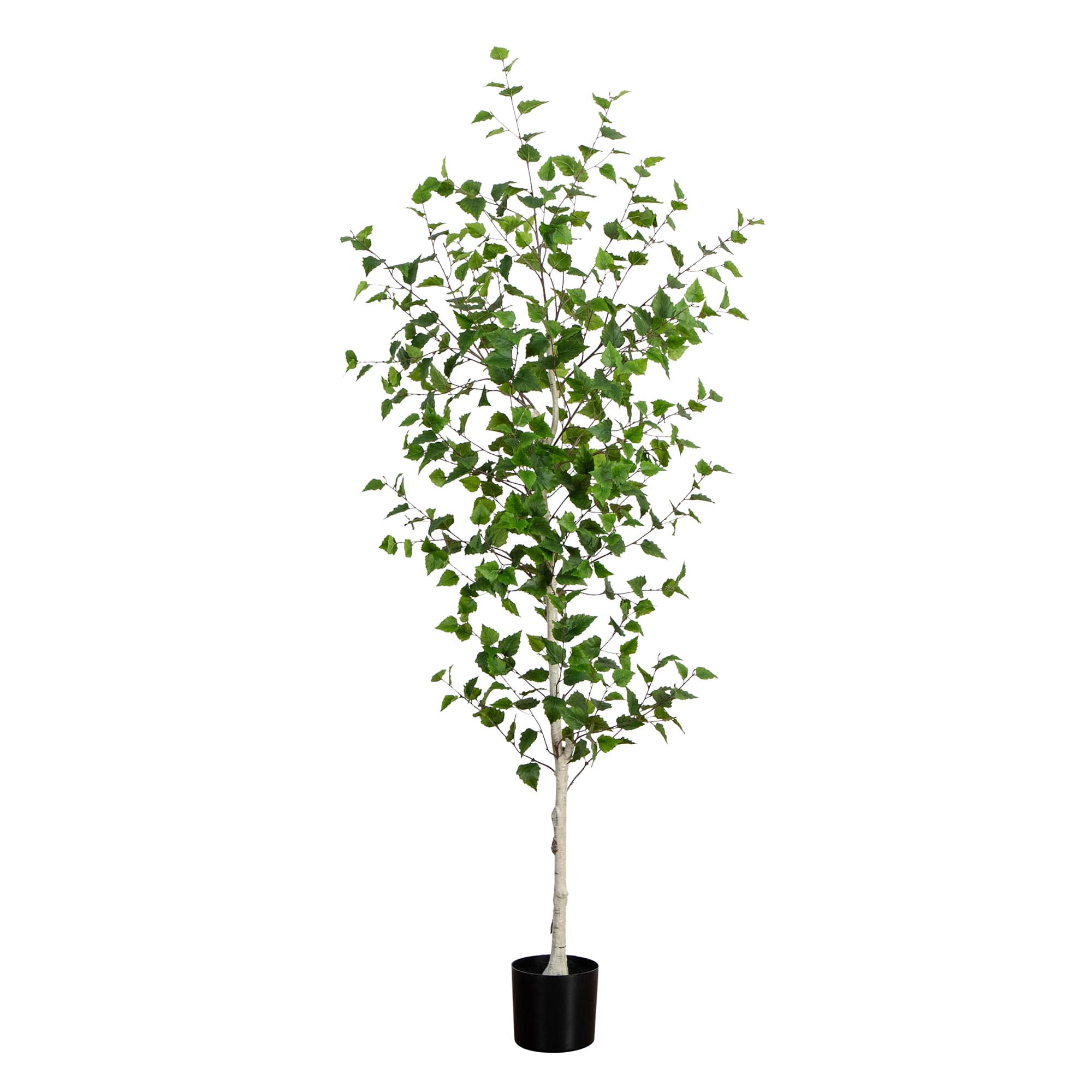 7ft. Birch Tree in Black Planter
